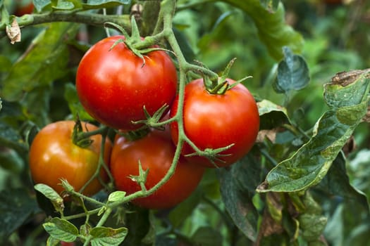 red organic tomato plant and fruit in the morning light