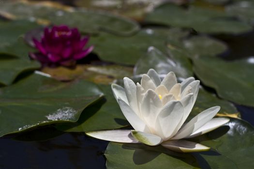 a pair of water lily's the focus is on the white