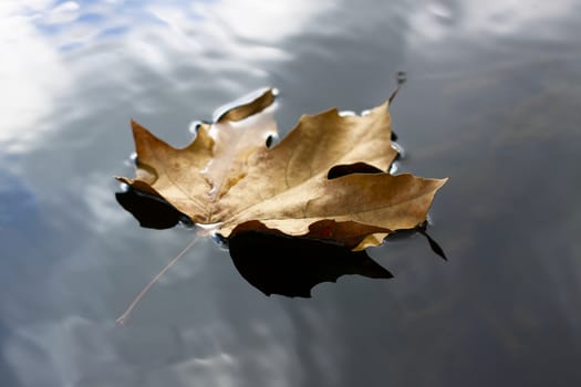 single floating brown leaf closeup with sky reflection in the water