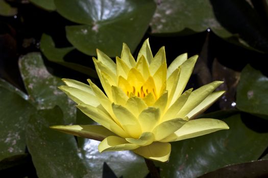 single yellow water lily with dark green leave's around it