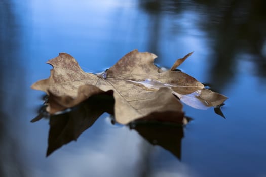 single floating brown leaf closeup with sky reflection in the water