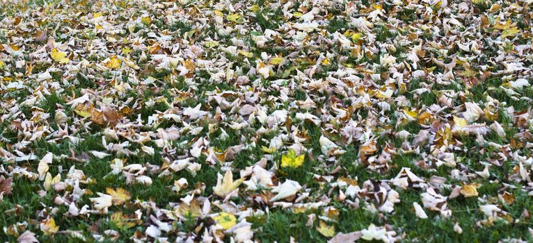 colored autnum leafes on a green grass  foliage