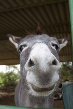 a donkey smiling face closeup in a barn