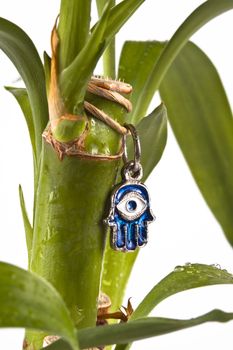 hamsa with blue eye protection from evil on lucky bamboo plant