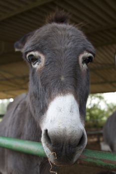 donkey face closeup  focus on the nose