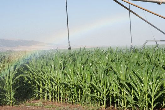 rainbow in a corn field while prinklers work