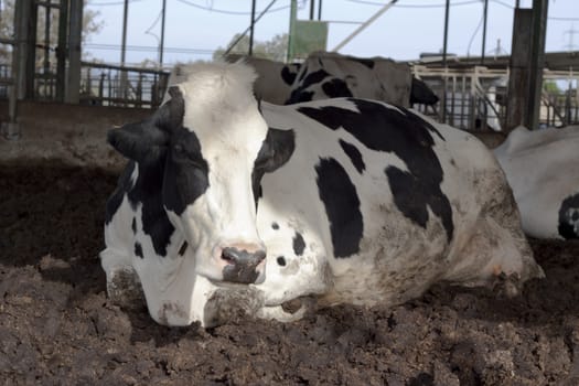 a white and black cow sitting in the mud at the farm