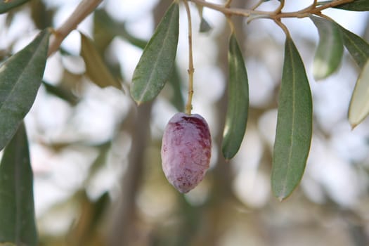 single olive on a branch with leafs and blury light in the background