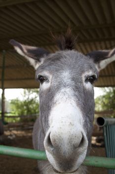 donkey face closeup  in a barn with green bars