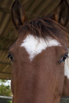 brown horse head closeup big opened eyes and white star on the fronthead