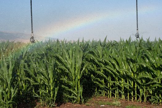 rainbow in a corn field while prinklers work