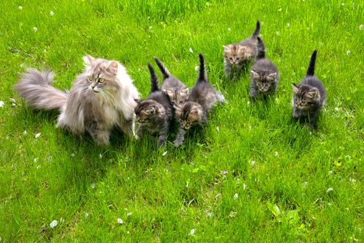 Group of fluffy striped funny kittens with mom-cat walks on the lawn with green grass on a sunny spring day.