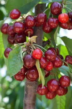 charry tree full of sweet appetising  red fruits