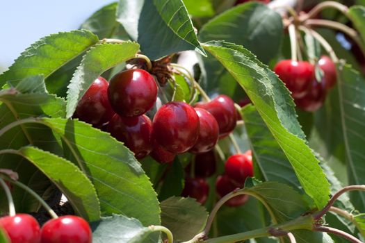 charry tree full of sweet appetising  red fruits