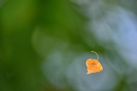 Single old leaf hanging on spiderweb in a forest