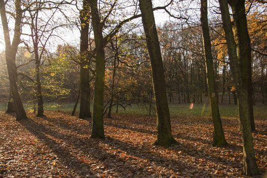 Autumn park, forest with sun rays beautiful landscape photo. Almost bare trees and colorful leaves on the ground.