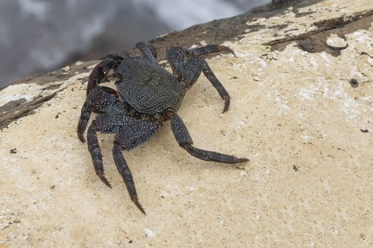 Alive black crab in nature close up photo. 