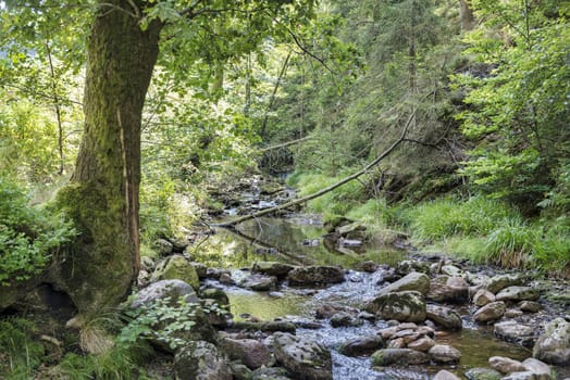 small water with rocks in the river in the belgium ardennes near malmedy