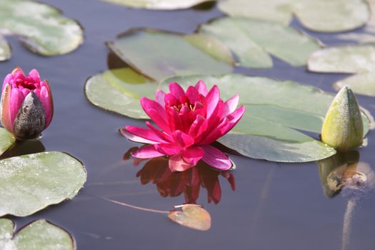pink water lily with reflection and  a bimbo on each side
