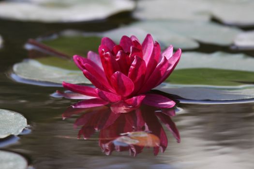 pink water lily with reflection and   green leafes
