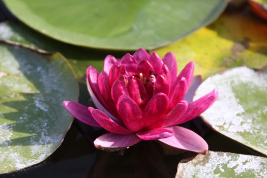 pink water lily with reflection and  green leafes
