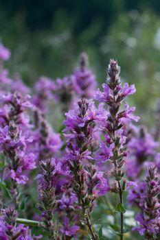 purple flowers in a green field