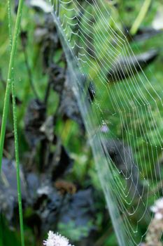 watter drops on a spiderweb ina green field