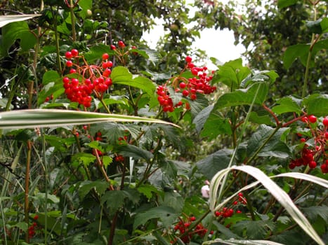 bush viburnum berries red dripping water after rain