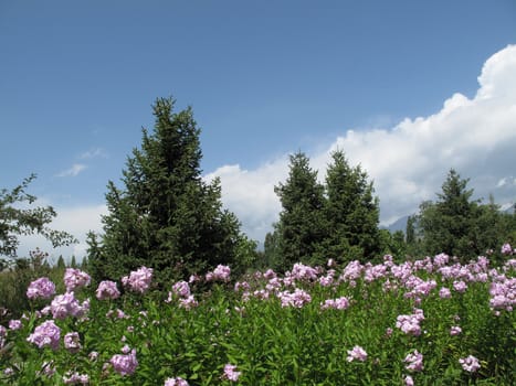 flowers similar to lilacs in a garden near coniferous trees                               