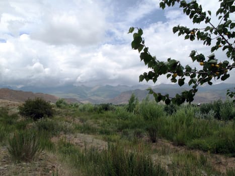 in the mountains of Kirghizia valley and on the right a tree of apricots
             