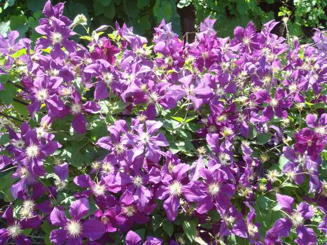 Purple flowers in the garden inspire a good spring mood                               