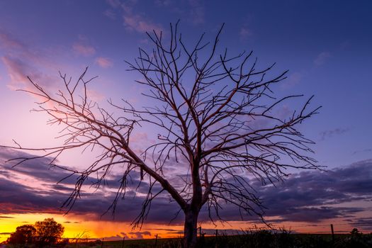 Rural sunset and a tree with many branches silhouette out in country NSW Australia