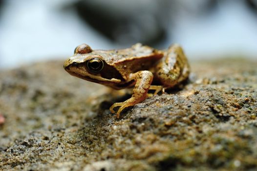 Beautiful little brown frog lying by the river