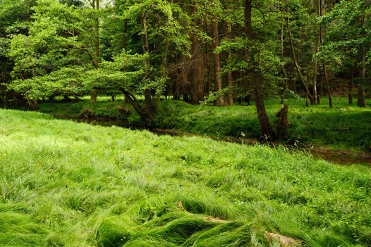 Beautiful green summer meadows with forest and grass