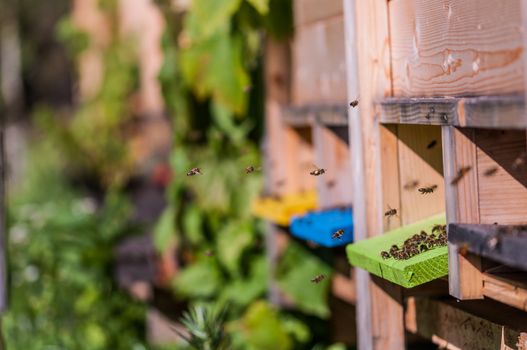 beekeeping, wood box, bees in flight