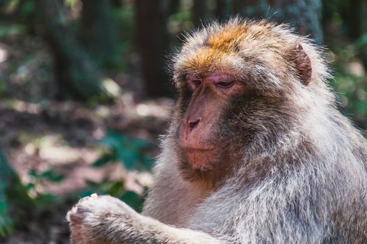 The Barbary macaque or magot at the monkey mountain in kintzheimen alsace, france