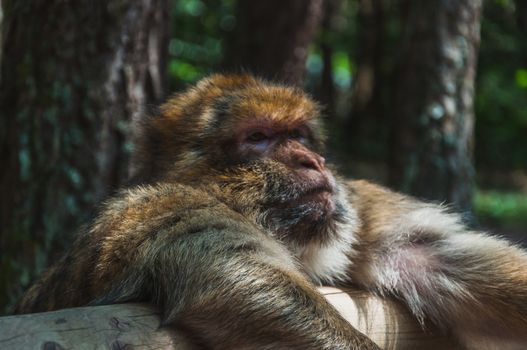 The Barbary macaque or magot at the monkey mountain in kintzheimen alsace, france