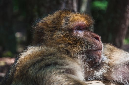 The Barbary macaque or magot at the monkey mountain in kintzheimen alsace, france