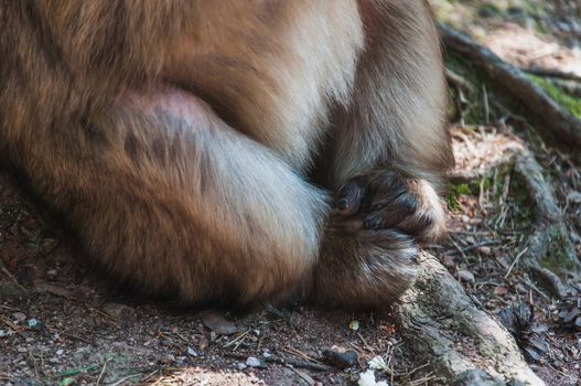 The Barbary macaque or magot at the monkey mountain in kintzheimen alsace, france