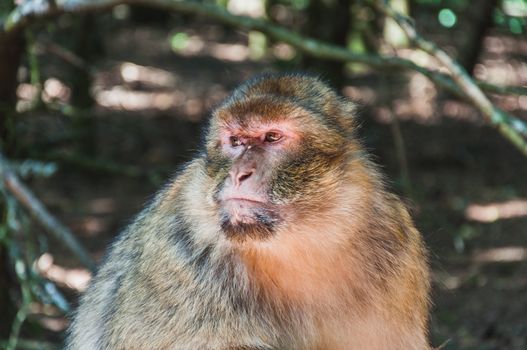 The Barbary macaque or magot at the monkey mountain in kintzheimen alsace, france