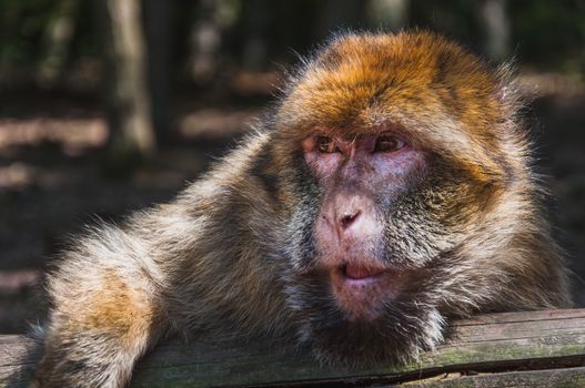The Barbary macaque or magot at the monkey mountain in kintzheimen alsace, france