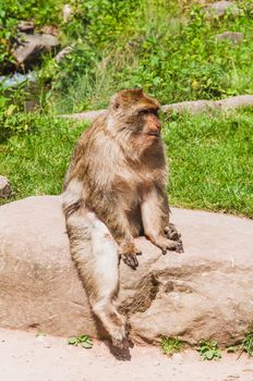 The Barbary macaque or magot at the monkey mountain in kintzheimen alsace, france