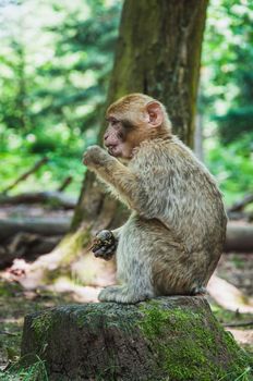 The Barbary macaque or magot at the monkey mountain in kintzheimen alsace, france