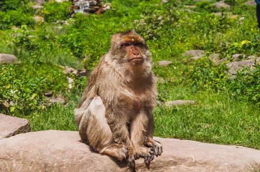 The Barbary macaque or magot at the monkey mountain in kintzheimen alsace, france