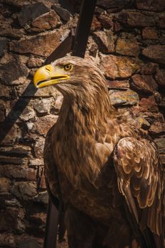 close-up of an eagle with a big yellow beak