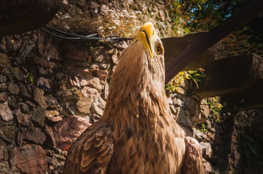 close-up of an eagle with a big yellow beak