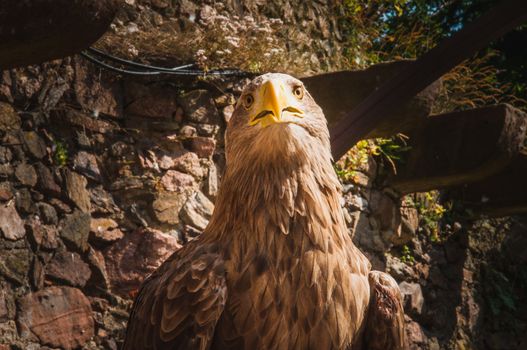 close-up of an eagle with a big yellow beak