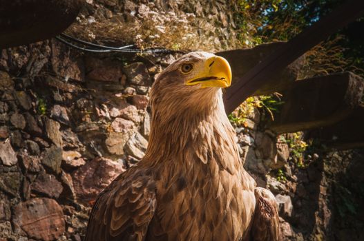 close-up of an eagle with a big yellow beak