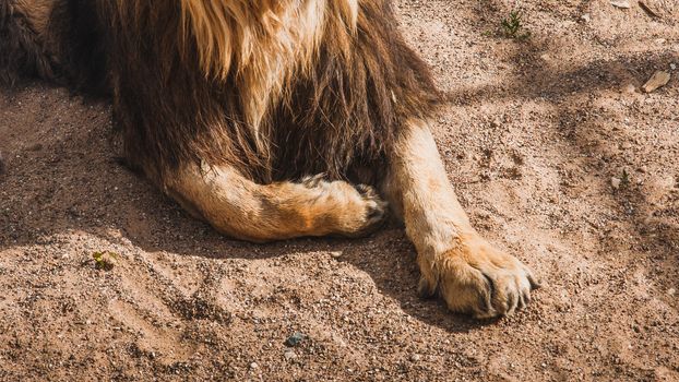 lion, the king of the African savanna quietly lying down