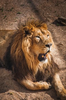 lion, the king of the African savanna quietly lying down